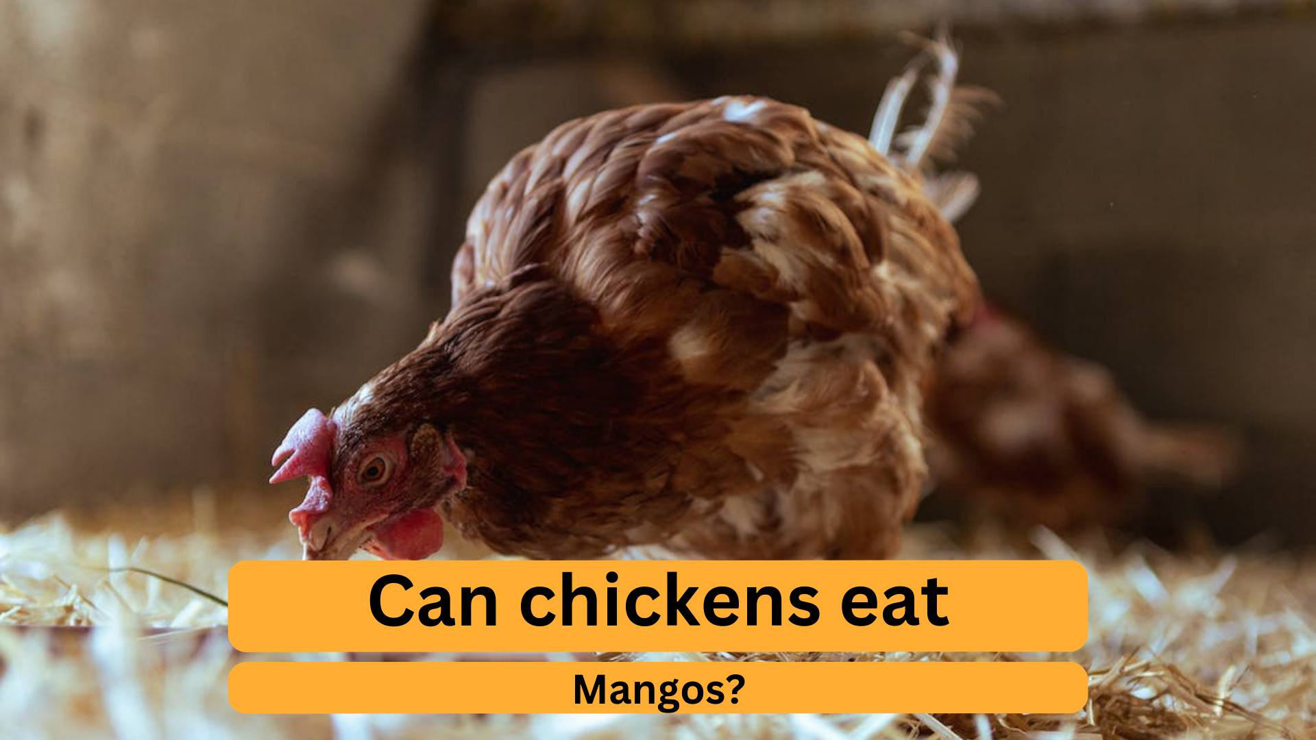 Chickens and Mangos: Nutritional Guide &amp; Tips | NestyBoxes – Nesty 