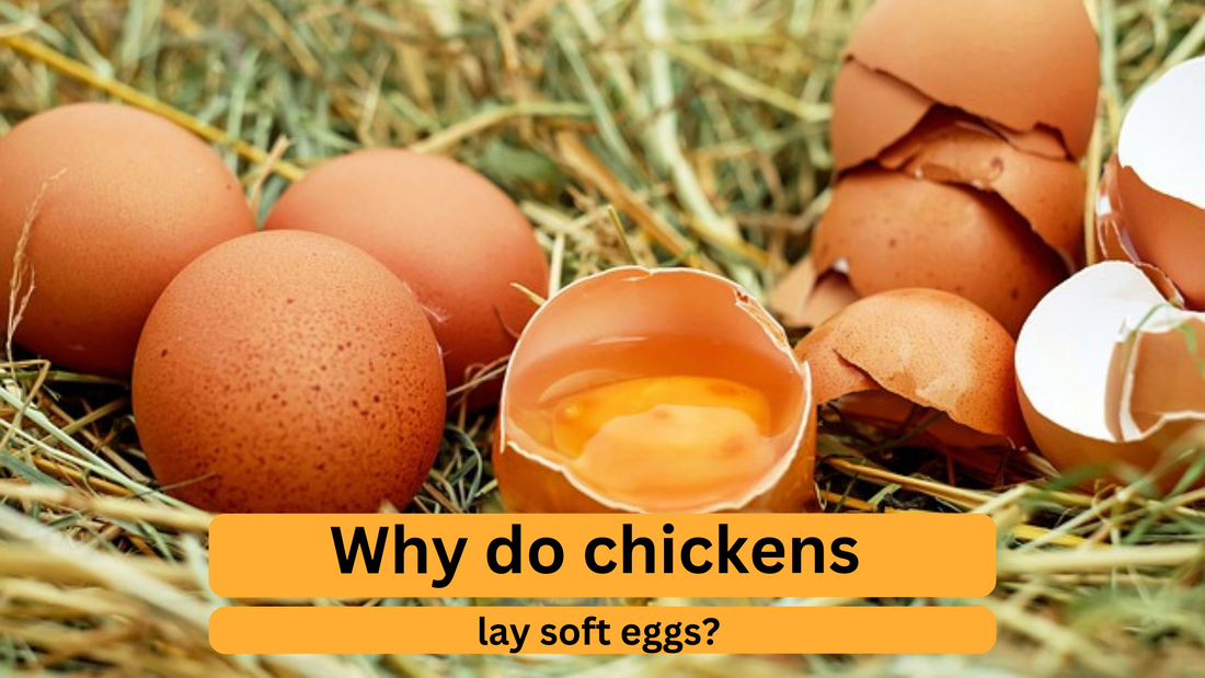 Why Do Chickens Lay Soft Eggs?