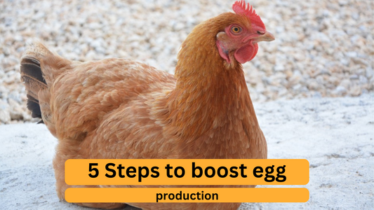 5 Steps to Boost Egg Production