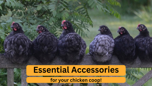 Essential Accessories for your Chicken Coop!