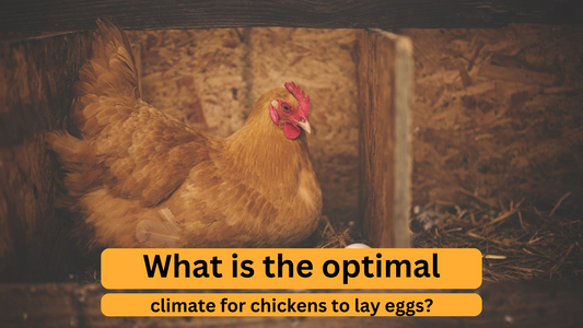 What is the optimal climate for chickens to lay eggs?