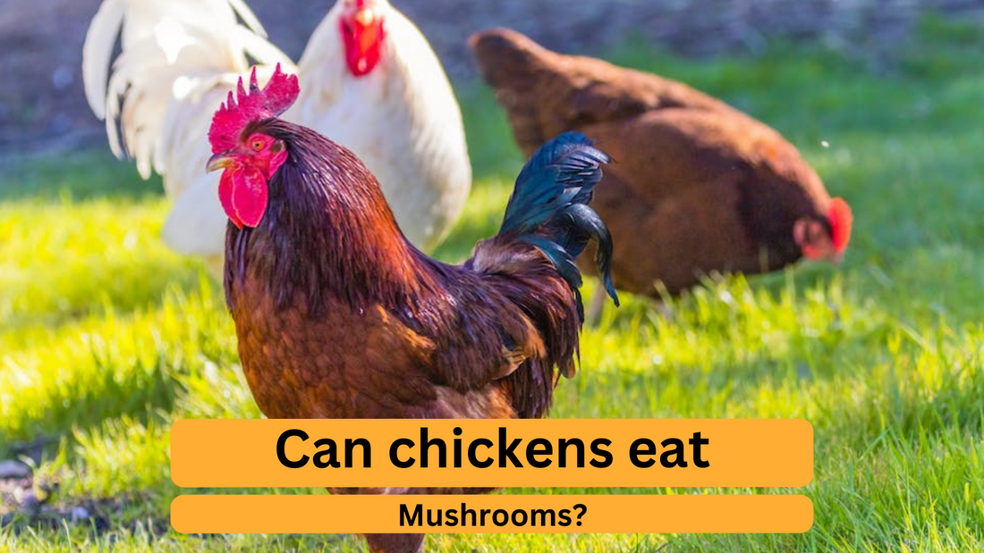 Safely Feeding Mushrooms to Chickens: A Comprehensive Guide | Nesty Boxes