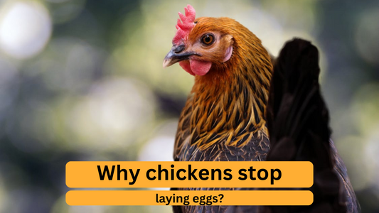 Why Chickens Stop Laying Eggs?