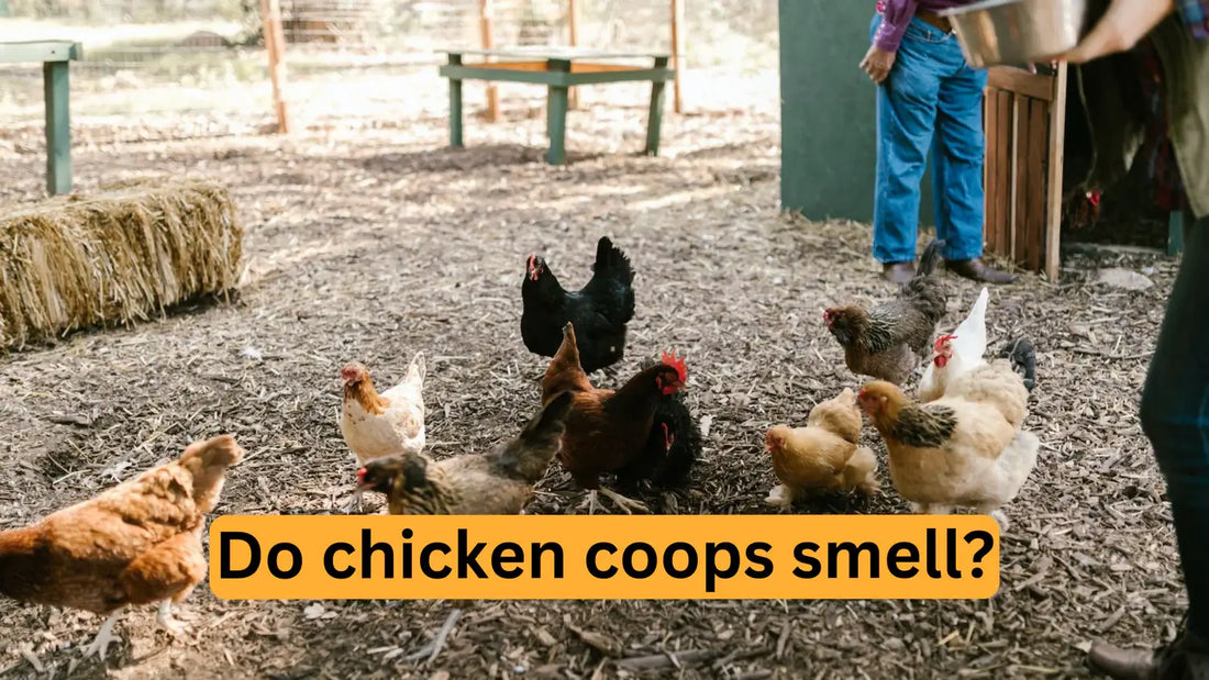 Chicken Feed Australia Guide