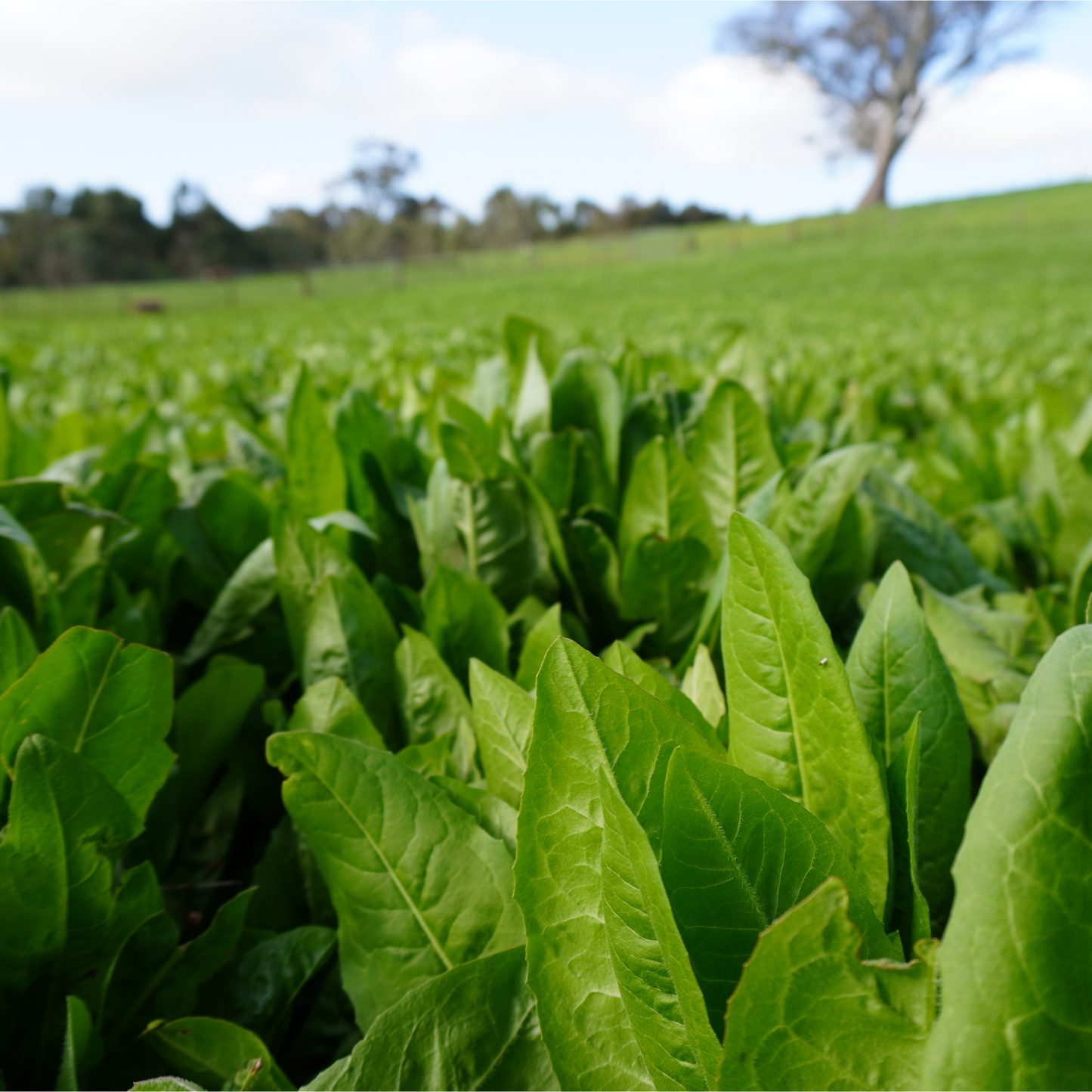 Chicory Sowing Seeds