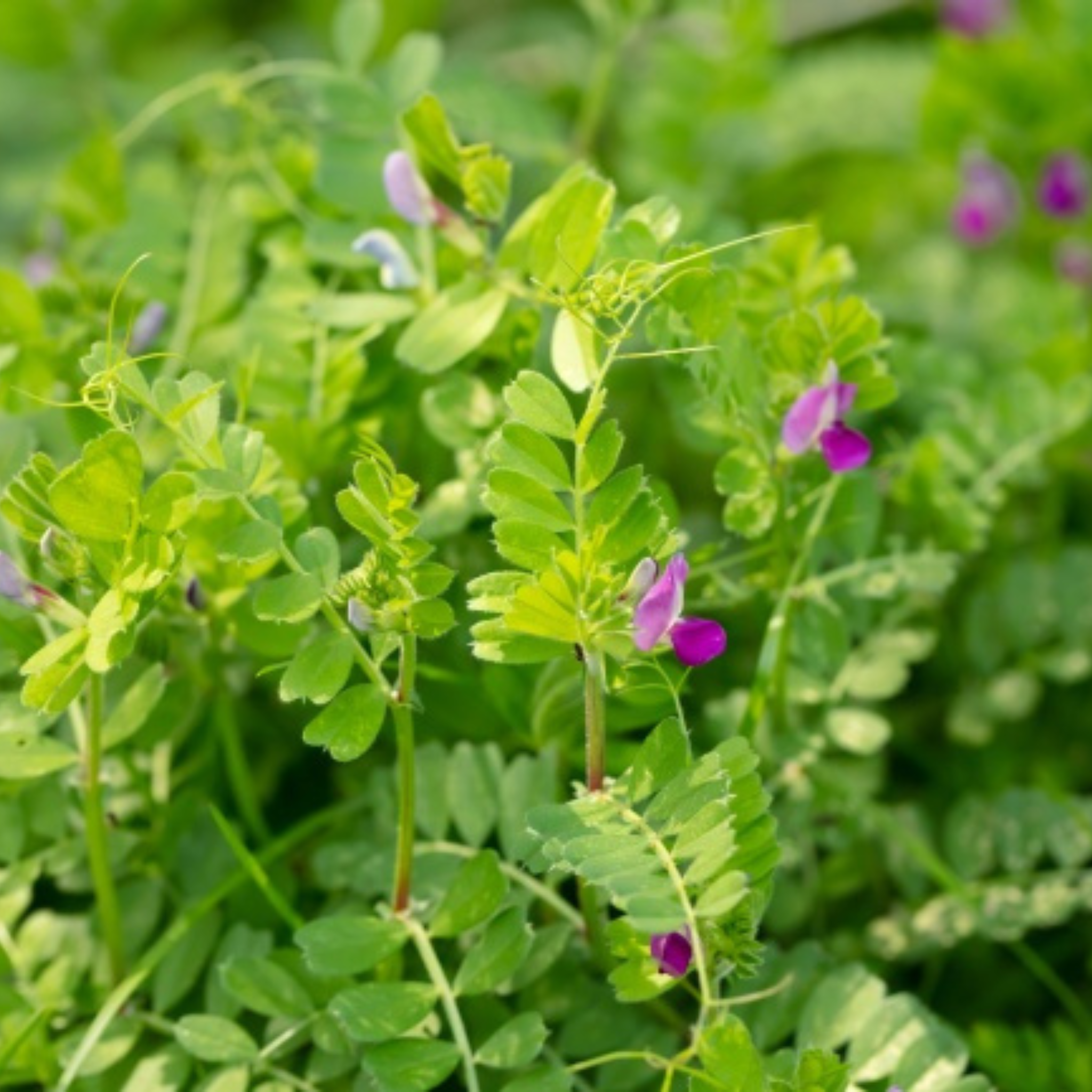 Vetch Sowing Seeds