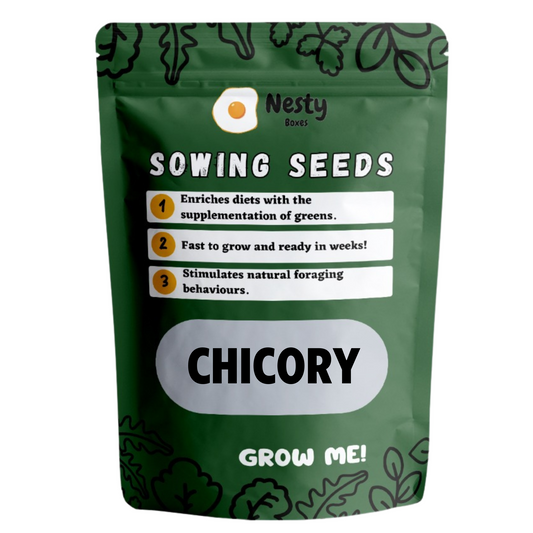 Chicory Sowing Seeds