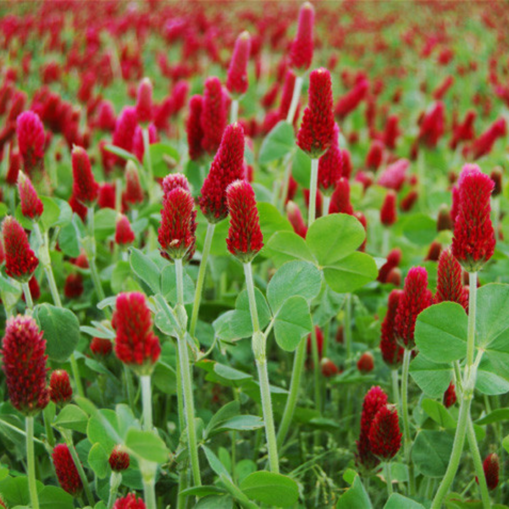 Clover Sowing Seeds