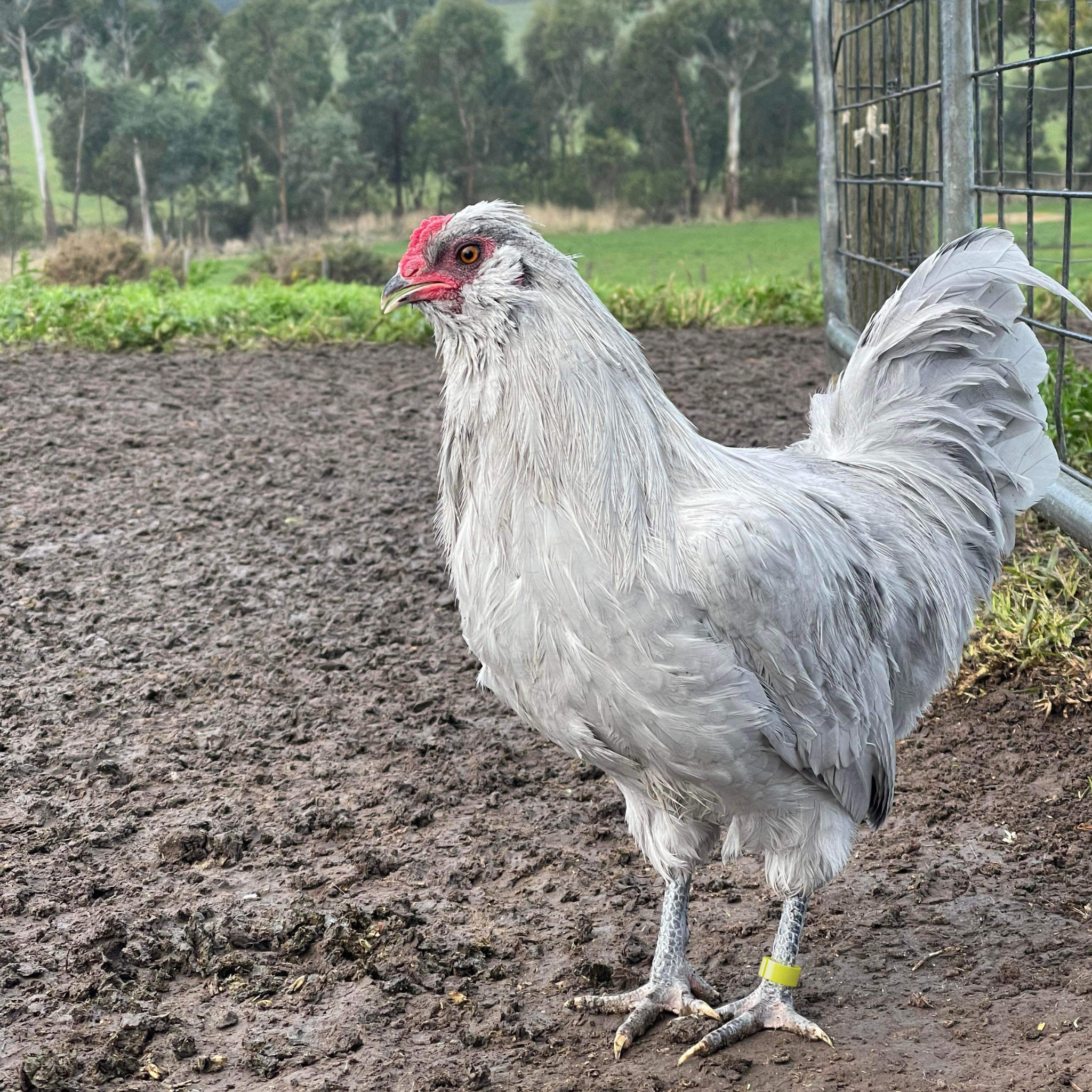 Chicken Leg Bands