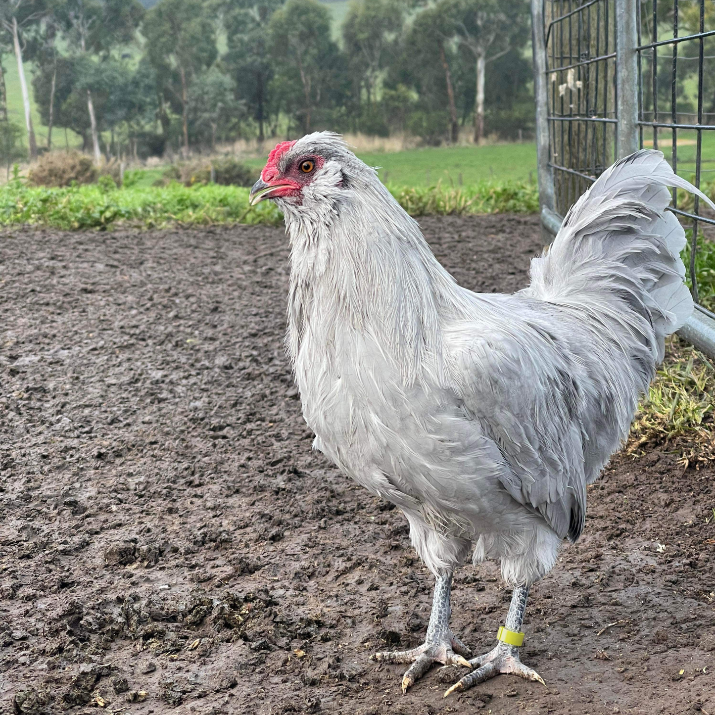 Chicken Leg Bands