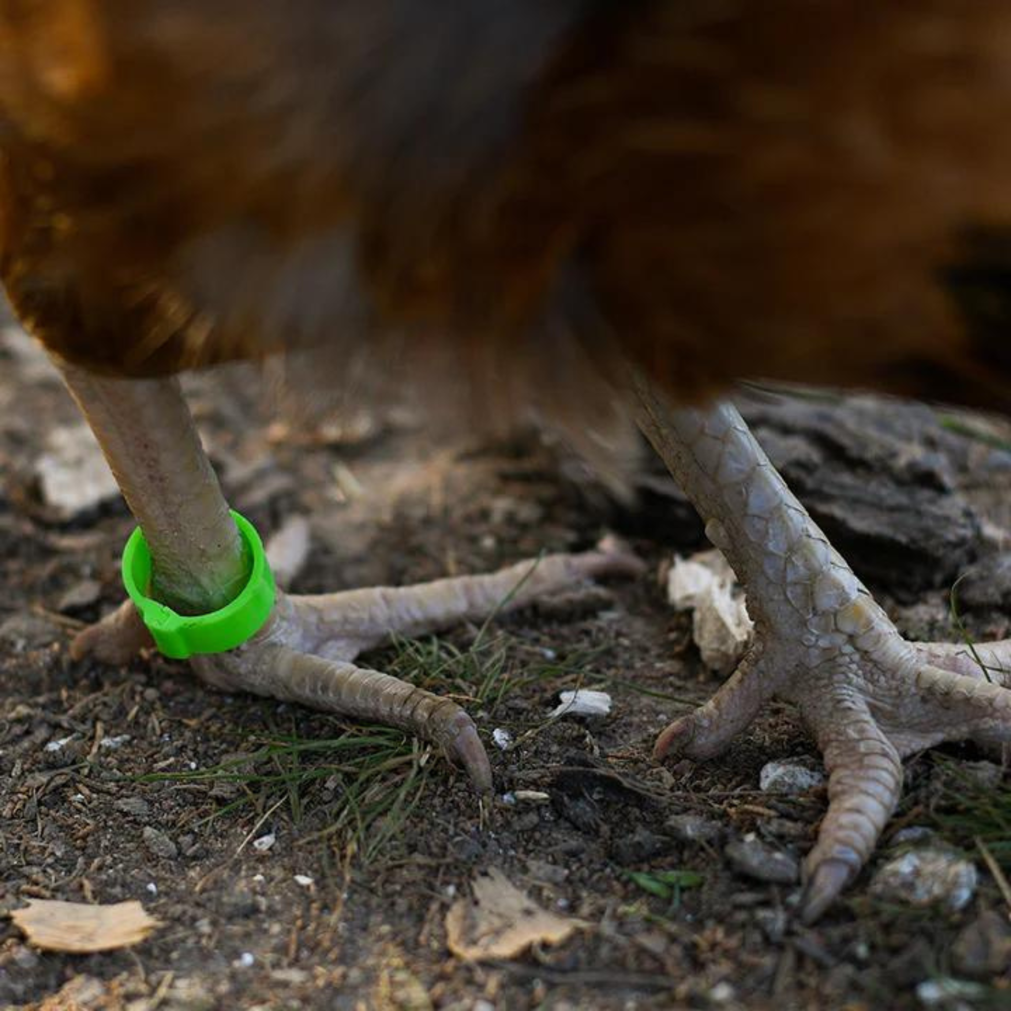 Chicken Leg Bands